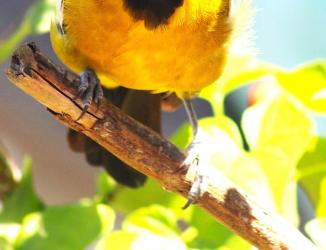 Jamaican endemic Oriole. Tka's photography